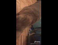 Brown cat plays fetch small white ball 