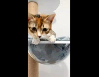 Cat sit inside bowl at cat tree