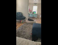 Black poodle dog sits brown beanbag chair 