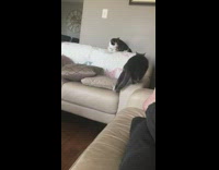 Big cat slaps other cat on couch 