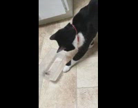 Pet cat plays with a trapped in a Tupperware spider