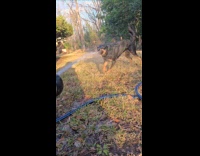 Dog catches and drinks water from hose