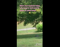 Black weenie dog runs up grass hill into house 