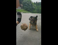 Black brown dog catches deflated ball asphalt