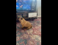 Pug spin around rub butt on carpet