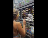 Girl ordering alcohol at window with dog as cashier 
