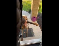 Dog brings home huge tree branch stick 