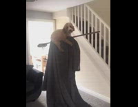 Harry potter dog rides broom grey blanket 