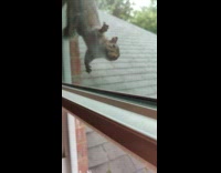 Squirrel peek and crawls on window screen
