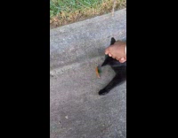 Guy approach and rub black cat street