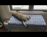 Chubby cat lays near window 