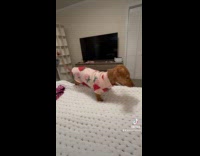 Collab Clips MPUGC - Dog backs up climbing into bed