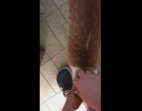 Two cats greet girl at front door