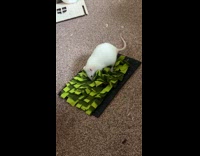 White rat gets treat from the feeders