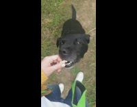 Large black dog sits for treat girl