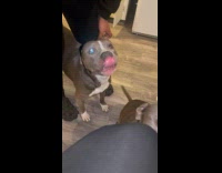 Dog wears glasses bark after being complimented 