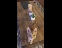 Girl gives brown cat various commands 