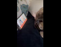 Pug watches cartoons on phone at bed