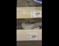Lost Hamster under a Shelf Cleans Itself
