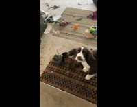 Small dog outside door with chicken corpse