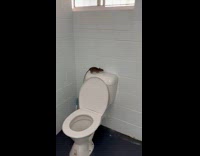 Rat Falls inside Cubicle as it Jumps 