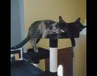 Two cats on black tower ceiling lamp 