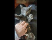 Pet cat raises paws while it gets a belly rub