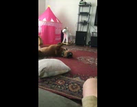 Collab DailyDoseOfIntenet - Large brown black dog sleeps red rug 