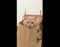 Woman shows cat stays inside brown bag