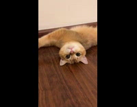 Collab PLC - Brown cat lay on floor dilated pupils