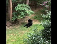 Black bear scratching tummy 