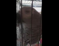 Parrot in cage says trick or treat