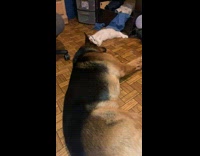 Cat Smells Dog then Lays in Front