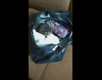 White and Brown Cats Sleep in Woman's Purse