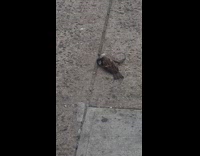 Woman sees birds fighting on sidewalk