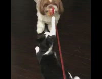 brown dog pulling on red rope with cat also pulling