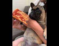 Dog pug hugged owner eat pizza couch