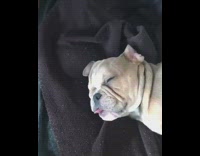 brown dog asleep on navy dog bed