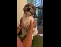 Grey white dog sits closes eyes girl