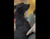 Dog falls back to get head scratch