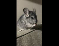 Chinchilla grey mouse eat carrot over couch