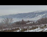Flock of birds flew from the tree to another tree