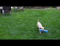 Small brown dog fetch blue toy backyard 