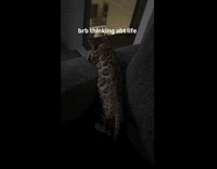 Cat leans on couch think about life