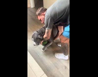 Collab Clips MPUGC - Dog guarding watermelon