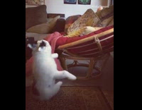 Small white puppy black spots misses chair trips on football