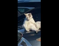 Collab DailyDoseOfInternet - Cat sit funny on car guy bro