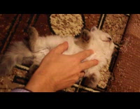 Collab PLC - Small kitten lie down asleep on carpet