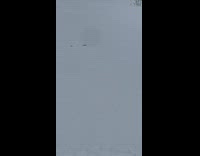 White ferret drag something under the snow