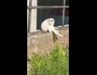 Woman shows white cat with missing eye